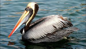 Pelicano