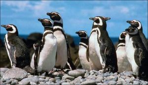 pinguinos de peru