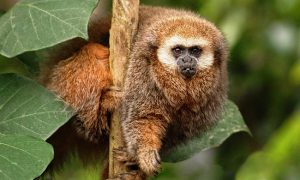 Animales en peligro de extincion en Peru 