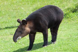 Pinchaque o Tapir