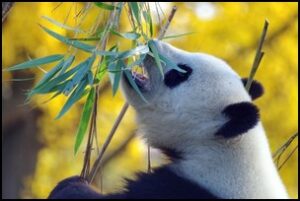 oso panda enpeligro de extincion