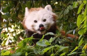 panda rojo en peligro de extincion