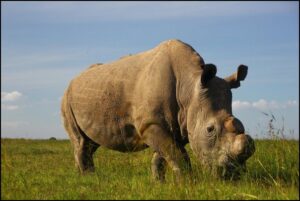 rinoceronte en peligro de extincion