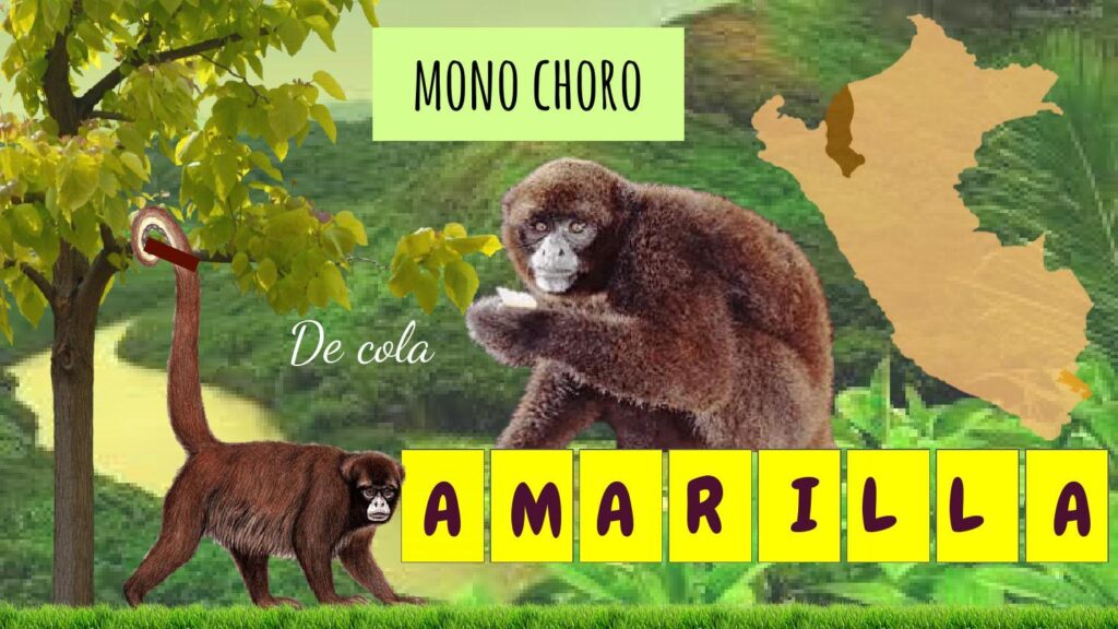 Mono Choro Cola Amarilla animal peruano