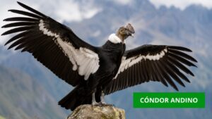 El Condor andino