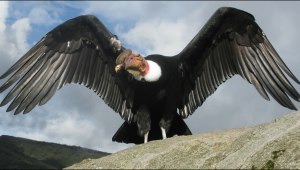 El Condor andino