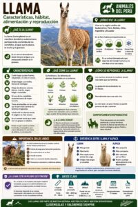 llama