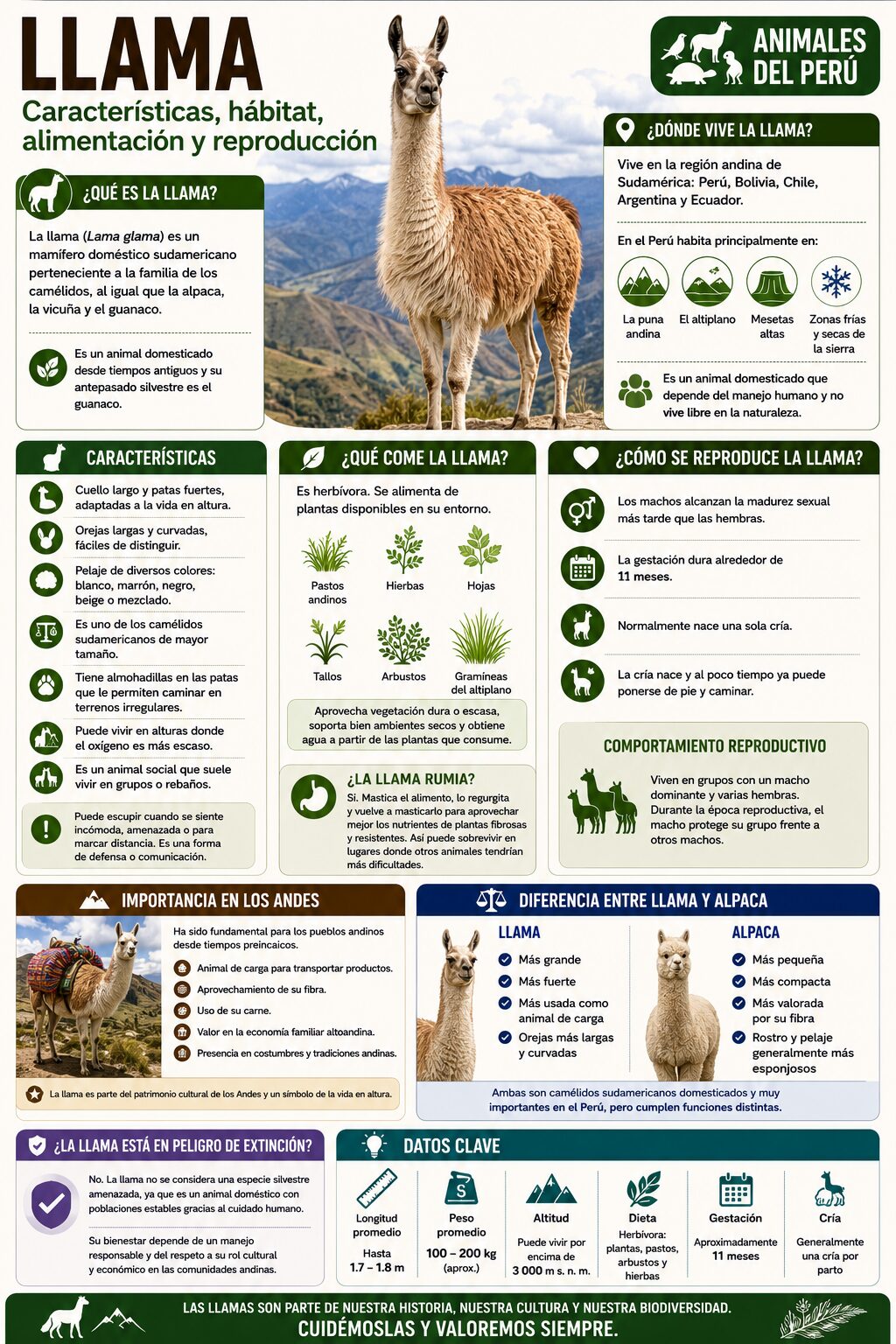 llama