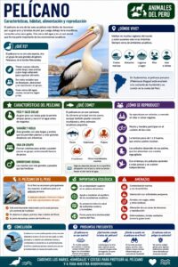 infografia del pelicano