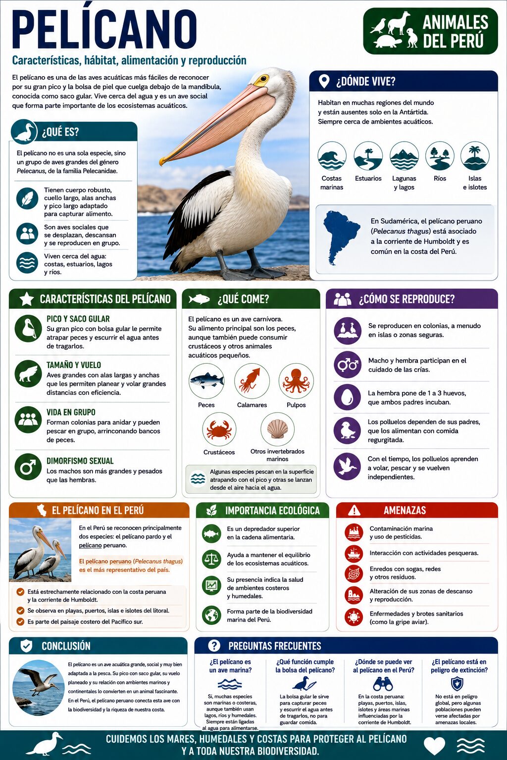 infografia del pelicano