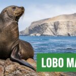 lobo marino