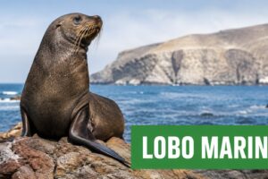 Lobo Marino