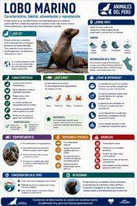infografia del lobo marino