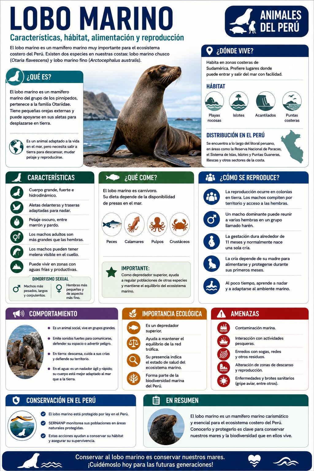 infografia del lobo marino