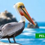 pelicano