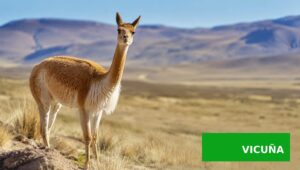 Vicuña