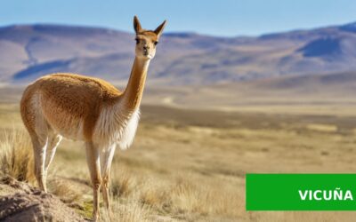Vicuña