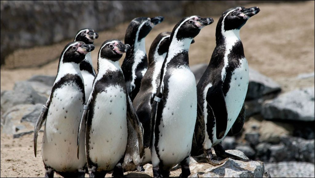 pingüino de Humboldt
