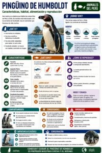 infografia del pinguino de humboldt