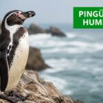 pinguino-humboldt