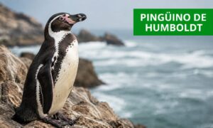 Pingüino de Humboldt 
