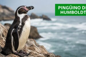 Pingüino de Humboldt 