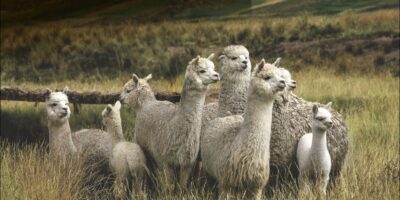 Alpaca
