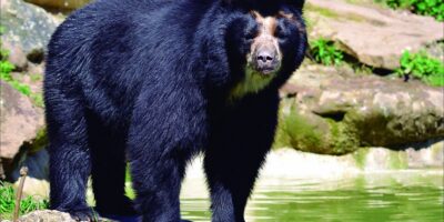 El oso Andino