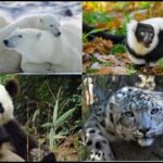 animales en peligro de extincion