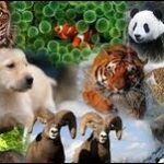 animales vertebrados