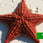 ESTRELLA DE MAR EN LA ARENA