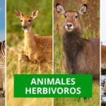 ANIMALES herbivoros
