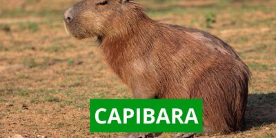 Capibara