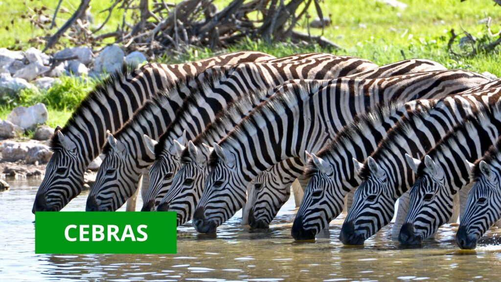 cebras