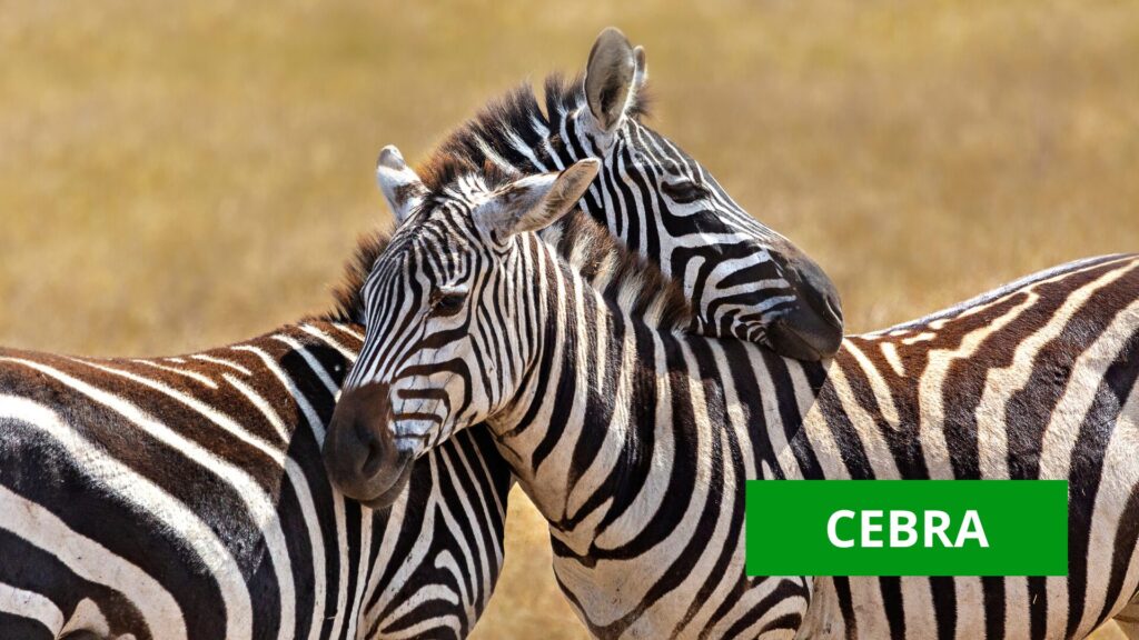 cebras