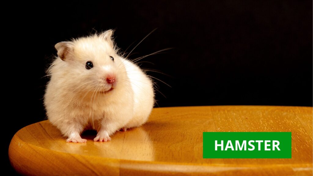 hamster sentado
