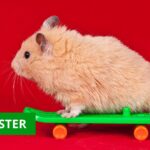 hamster