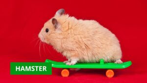 hamster
