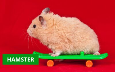 Hamster