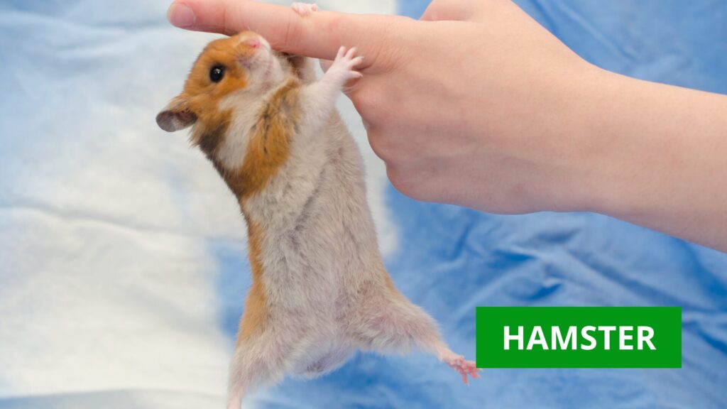 hamster