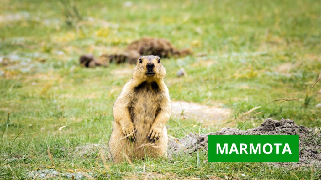 marmota en el paisaje