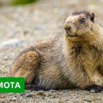 marmota