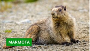 marmota