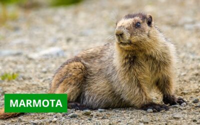 Marmotas