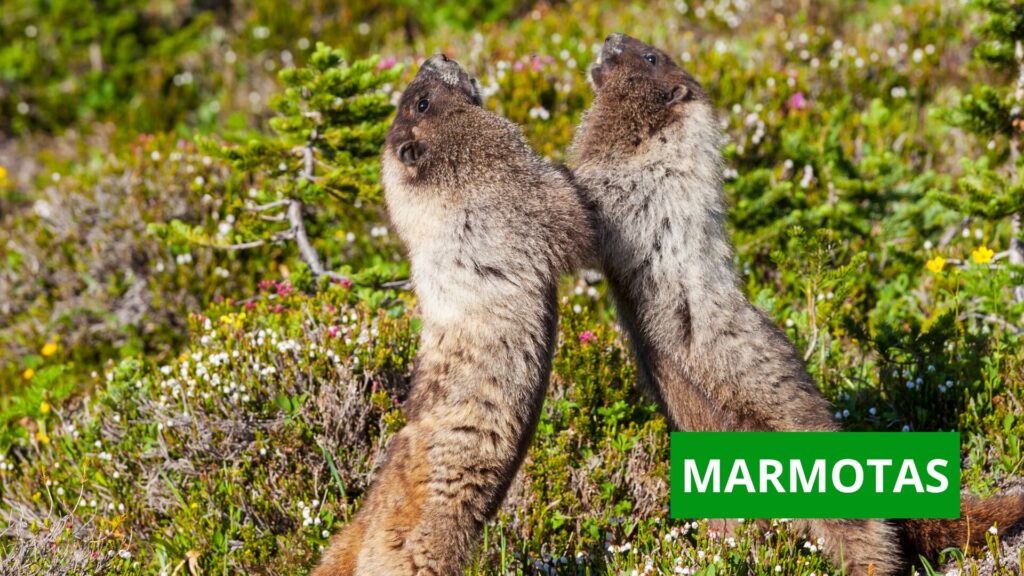 marmota jugando