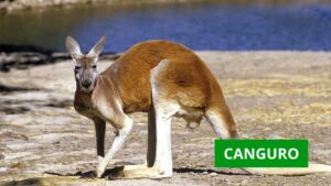 animal canguro