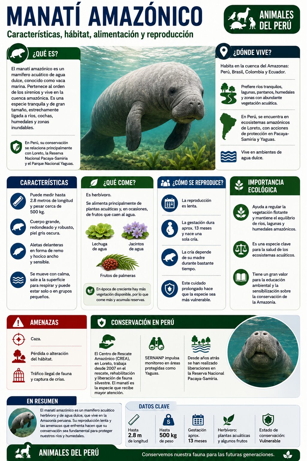 infografia del manati