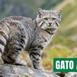 GATO ANDINO