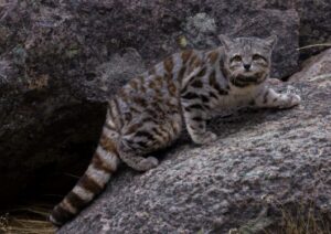 GATO_ANDINO