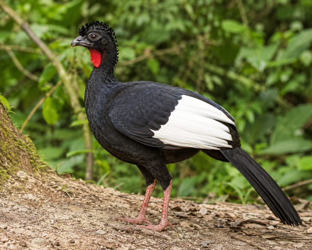 Pava aliblanca peruana